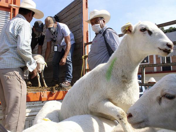 Mantendrá SDR entregas para campo poblano en 2021