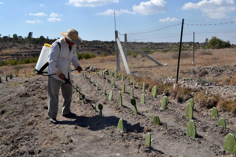 Con manejo agroecológico de plagas, BUAP beneficia a productores