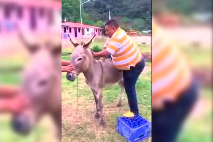 En Grecia le prohíben a los gordos montar burros