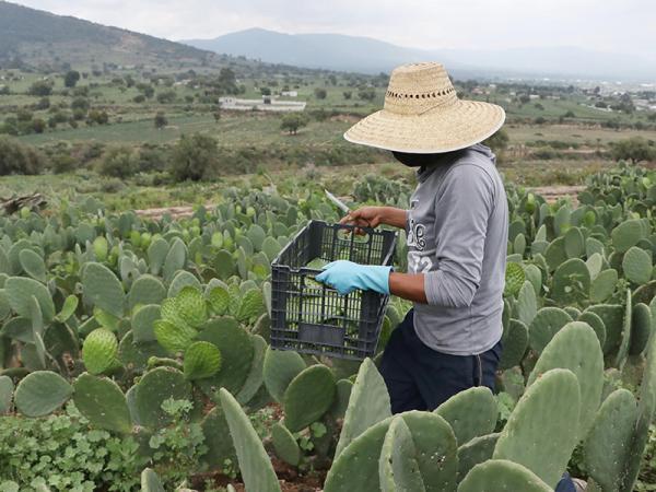 SDR da a conocer finalistas del concurso Premio Fincas Innovadoras Orgullo Puebla