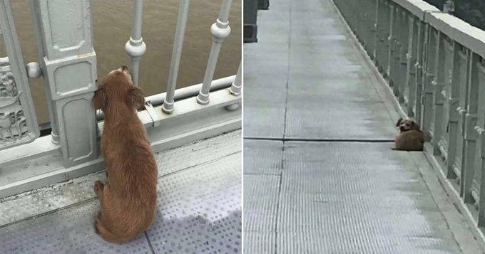 Perrito esperó durante días en el puente donde su dueño se suicidó