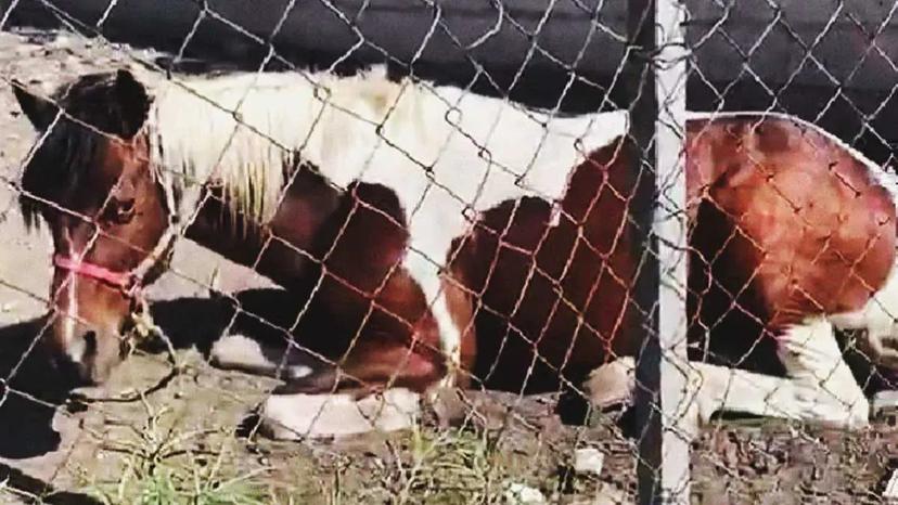 Denuncian abandono de caballo en el municipio de San Andrés Cholula