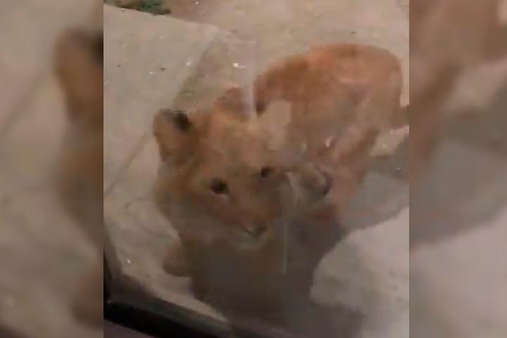 Encuentran cachorro de león en el patio de una casa