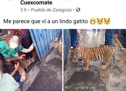 VIDEO Vi un lindo gatito: pasean cachorro de tigre en el Cuexcomate