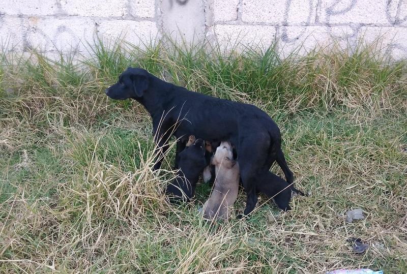 VIDEO Rescatan a 7 cachorros y su madre de incendio en Puebla