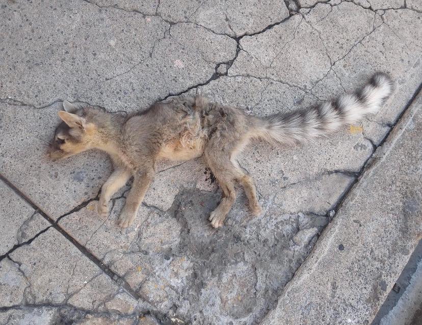 Encuentran a Cacomixtle muerto en Atlixco; bióloga lo rescató de la basura