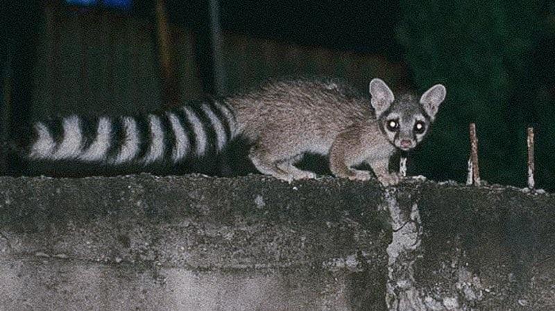 En riesgo, animales y plantas que viven en la megalópolis mexicana, incluida Puebla