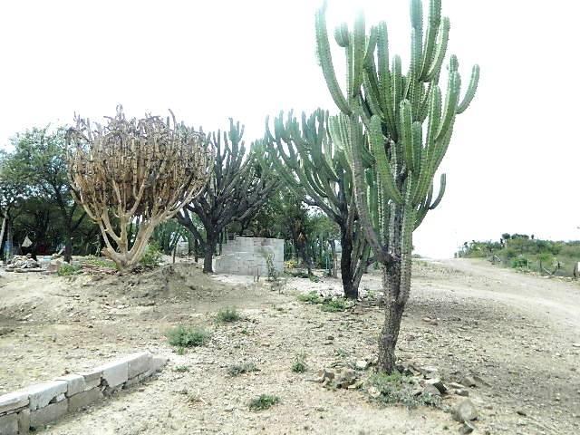 Afectan 4 plagas a la Reserva de la Biosfera Tehuacán–Cuicatlán 