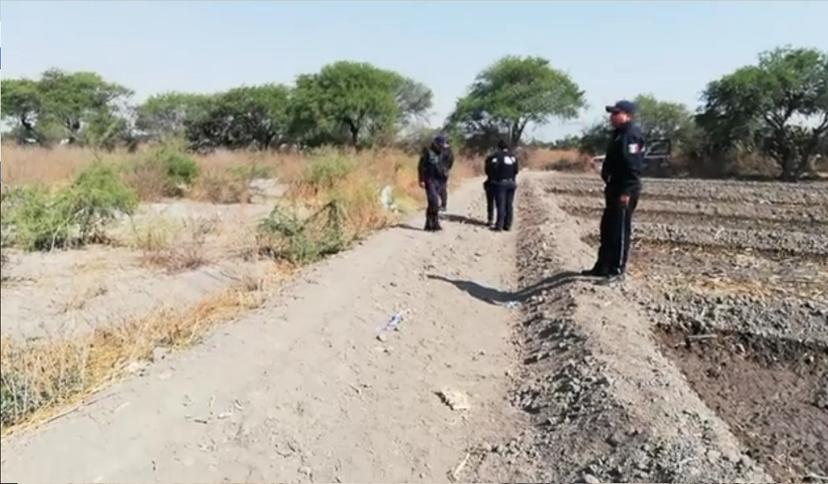 Perros devoran cadáver putrefacto en Tehuacán