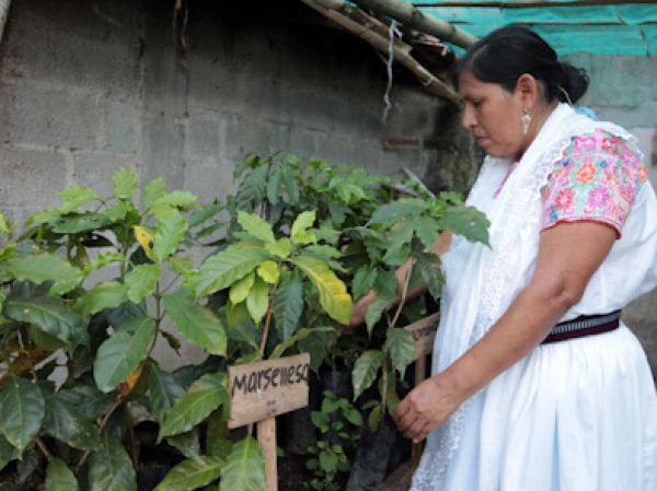 Con programa SDR pretende recuperar producción de café en Puebla