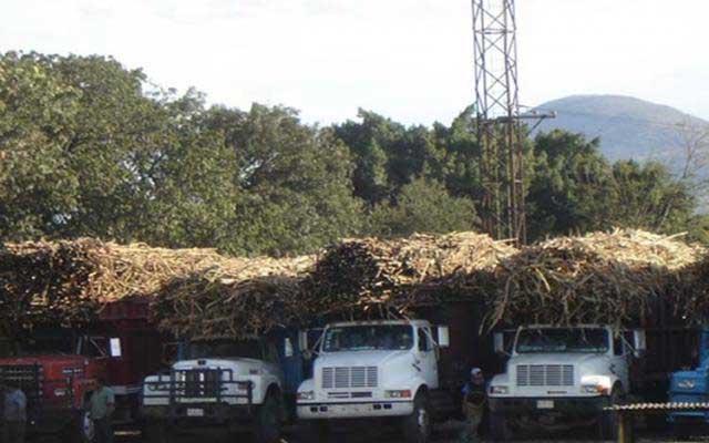 En riesgo zafra en Calipan por deuda de 14 mdp a cañeros