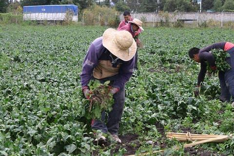 Trabajadores agrícolas de El Verde se preparan para trabajar en Canadá