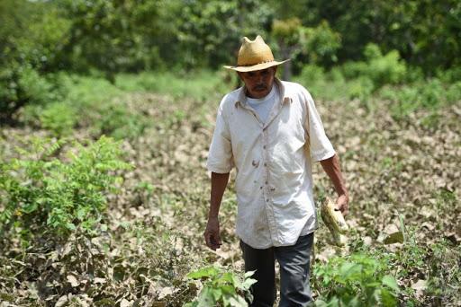 Cierre de mercados ante Covid-19​ afecta a más de 2 mil campesinos en Tehuacán