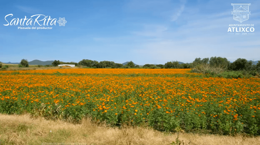 VIDEO Atlixco tiene nuevo comprador de flor de muerto: Texas