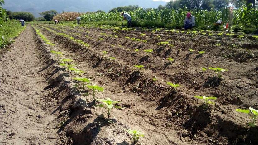 La mayor extracción de agua en Tehuacán es para el sector agrícola