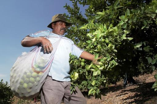 Convocan a campesinos poblanos para laborar en EU con hospedaje y traslado pagado