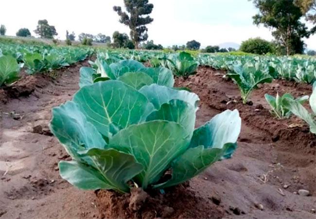 Urgen campesinos de Texmelucan apoyos reales a este sector