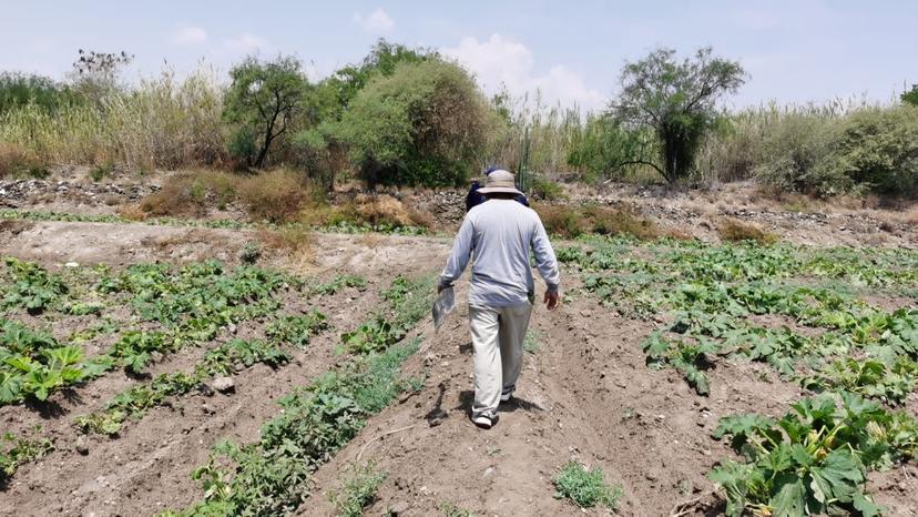 Alrededor de 500 hectáreas de cultivo se vieron afectadas en Tehuacán por sequía 