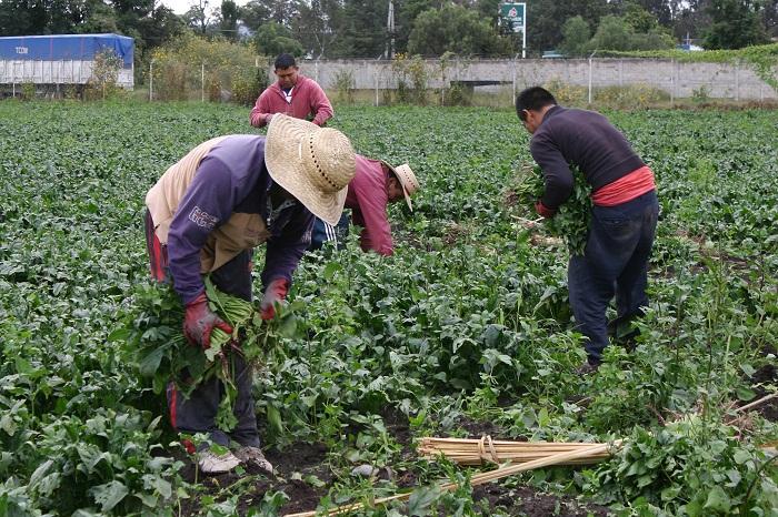 Campesinos de Tehuacán rentan a chinos sus tierras y son sus peones