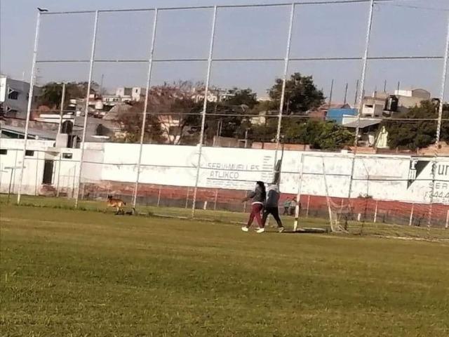 Para evitar ataques prohíben entrada de perros a deportivo de Atlixco