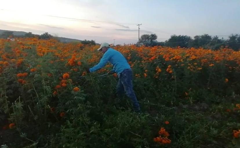 Flor de cempasúchil es sembrada en Izúcar para consumo local 