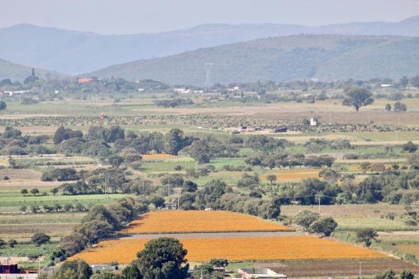 Campos de Atlixco lucen escasos de flor de cempaxúchitl