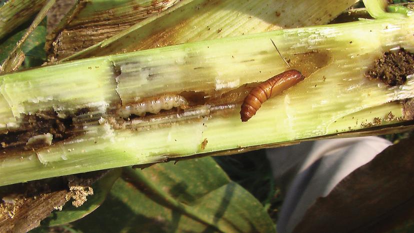 Plaga de Picudo afecta al 30% de la plantación de caña en Izúcar