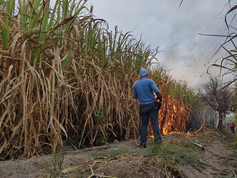 Ingenio de Atencingo, primer lugar de rendimiento de caña por hectárea en el país  