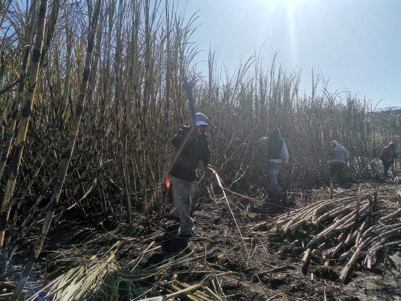 Cañeros de Izúcar podría incrementar costo de producción 25% por guerra en Ucrania