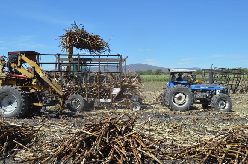 Cañeros de Chietla reciben subsidio federal para el pago del seguro  