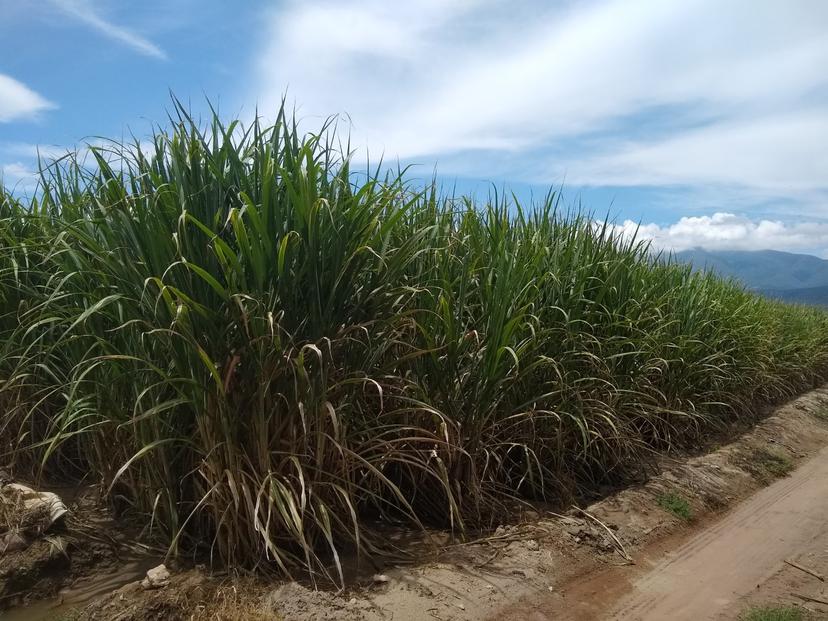 Sequía causa afectaciones a la producción de caña en la región de Tehuacán  