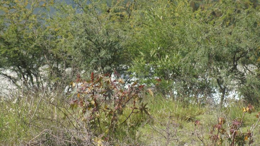 Hallan otro cadáver a un costado del canal en Tecamachalco