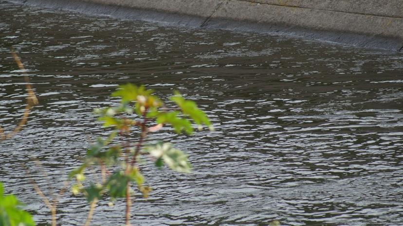 Hallan cadáver en el canal de Valsequillo en Tecamachalco 