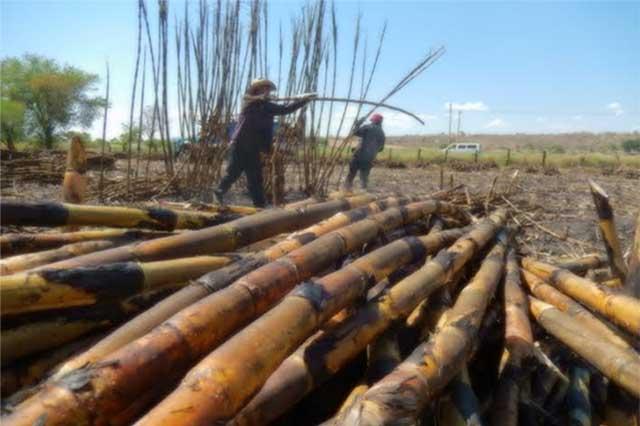 Cañeros se quedan sin meter su producción al ingenio de Atencingo