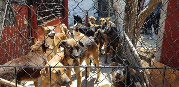 Amenazas y agresiones padecen trabajadores de control canino en Atlixco