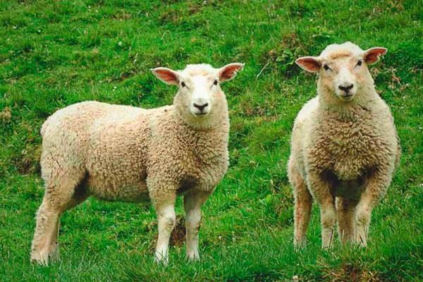  En Reino Unido se detectó gripe aviar en una oveja 