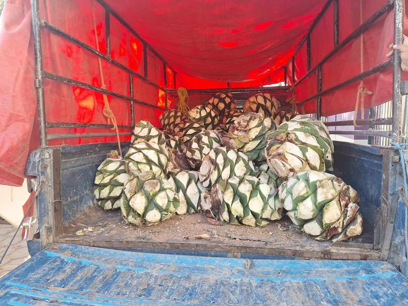 Detienen de nuevo a saqueador con 70 piñas de agave en Zapotitlán Salinas