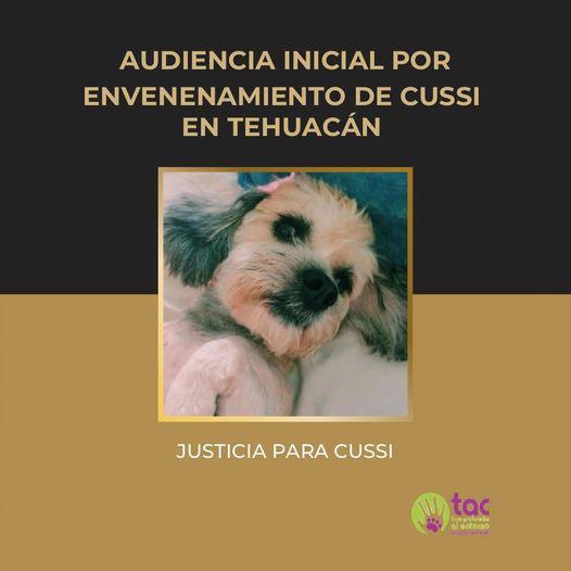 Se realizará en Tehuacán primera audiencia por maltrato animal en Casa de Justicia 