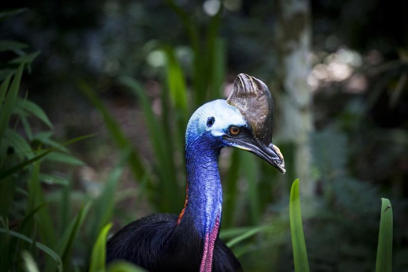 Esta es una de las aves más peligrosas, mató a su dueño