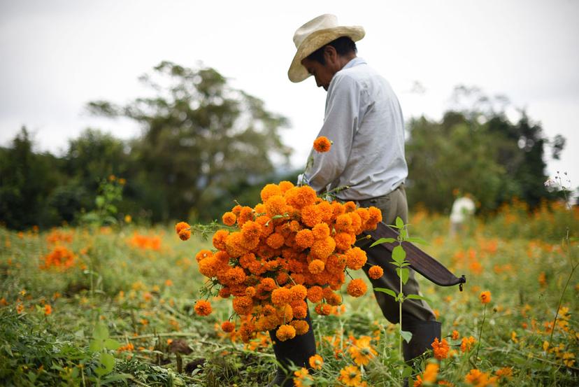 Alista Atlixco más de 300 ha de flor de temporada