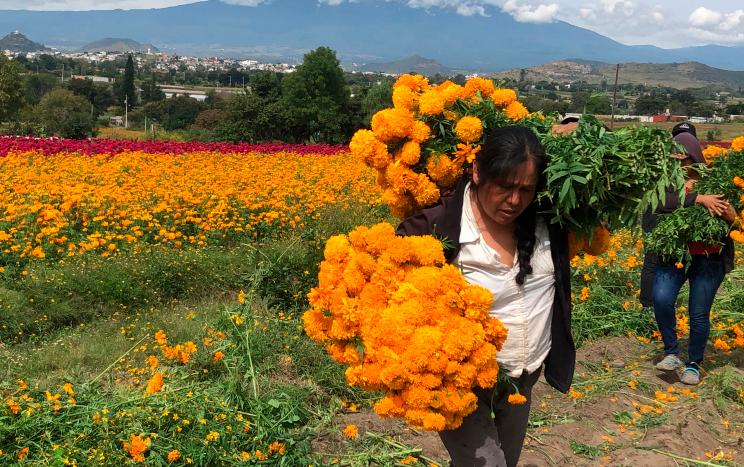 Lista, la primera remesa de cempasúchil en Atlixco