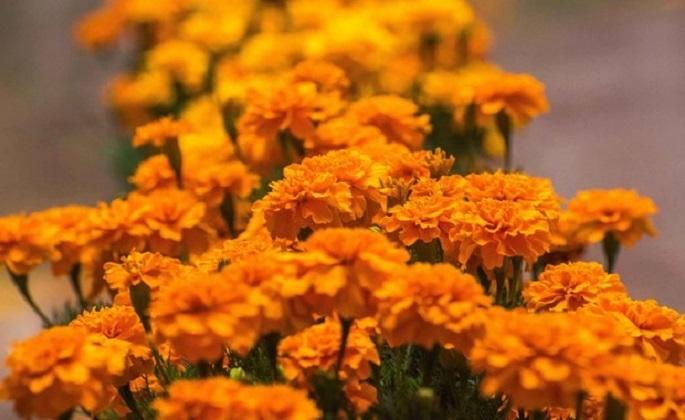 Revive Puebla por Día de Muertos, es líder en cultivo de flores