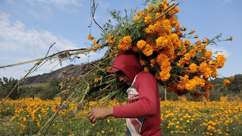 Costo de cempasúchil será elevado, 25 flores por 70 pesos