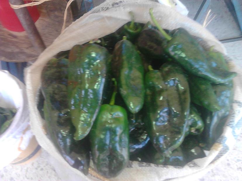 Productores de chile poblano descartan la agricultura por contrato