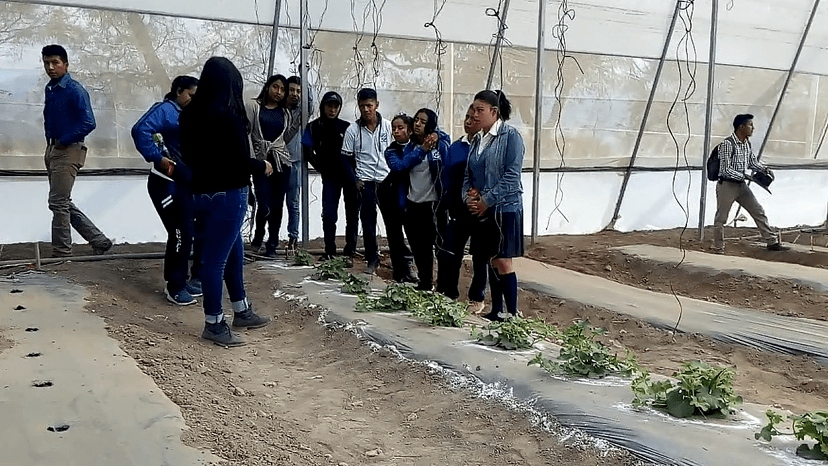 Universidad Tecnológica de Tehuacán rescata el chile miahuateco