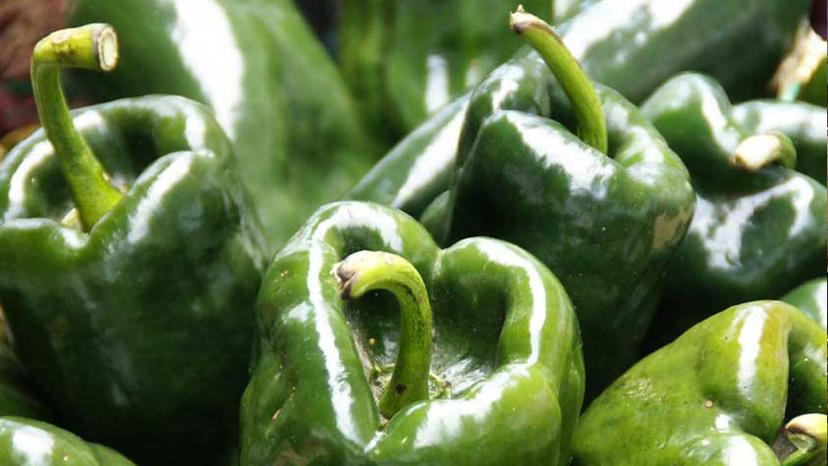 Canícula podría perjudicar cosecha de chiles poblanos de Texmelucan