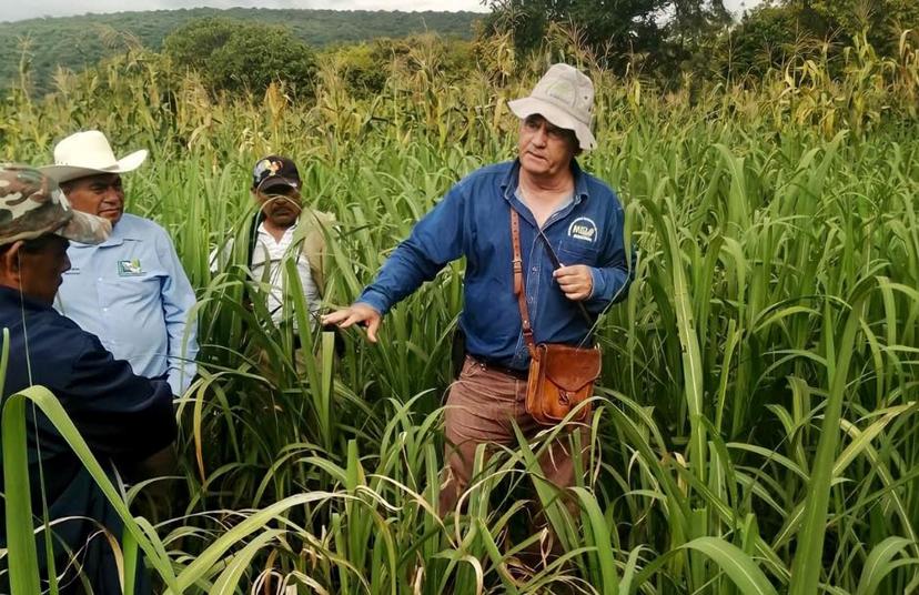 Hay presencia de hongo en cañas de la región de Izúcar  