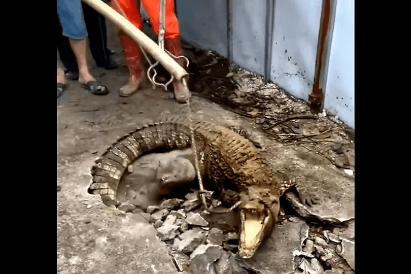 VIDEO El coco, tres cocodrilos se escondían debajo de una acera