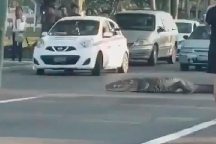 VIDEO Cocodrilo pasea por calle de Tampico