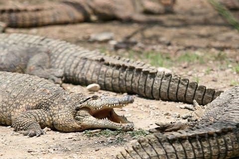 Cocodrilo de más de 3 metros mata a bañista en laguna de México